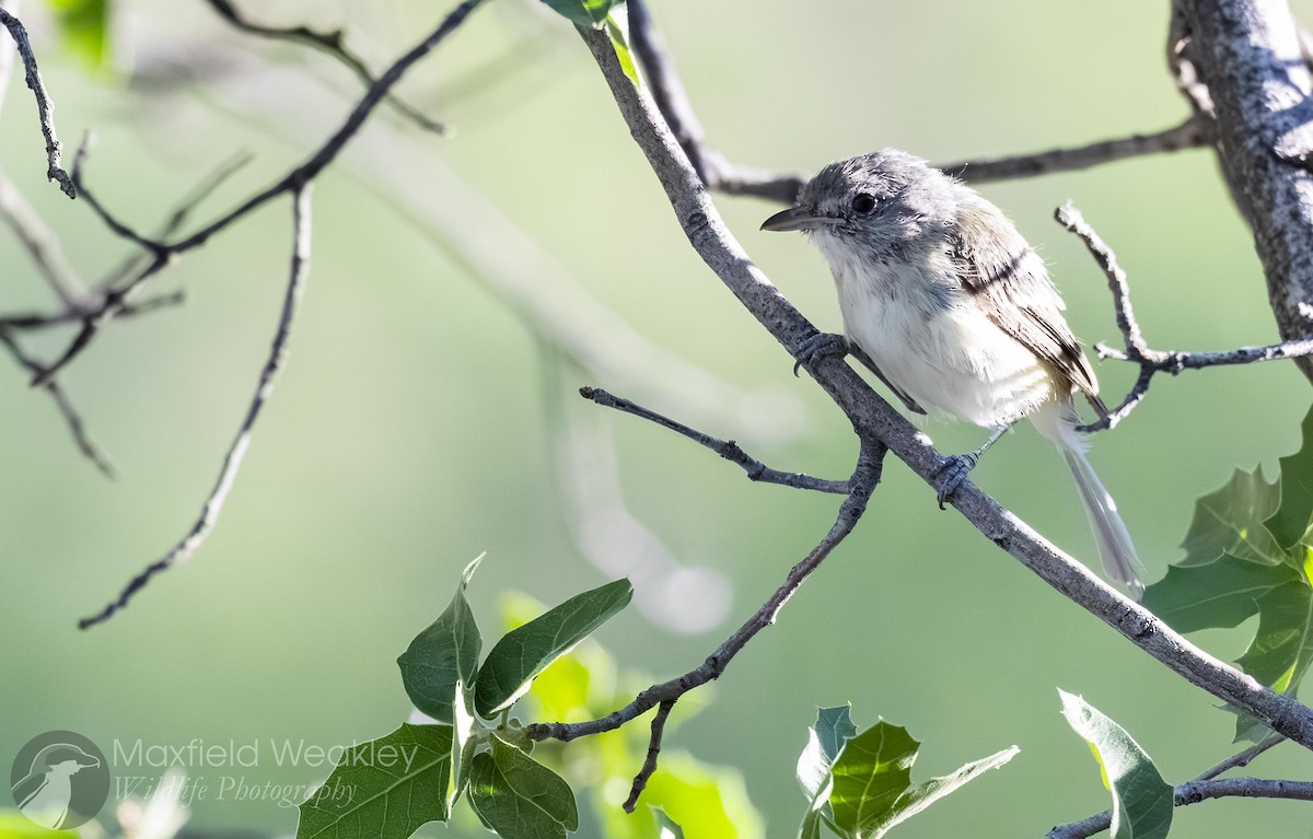 krattvireo (arizonae) - ML641126548