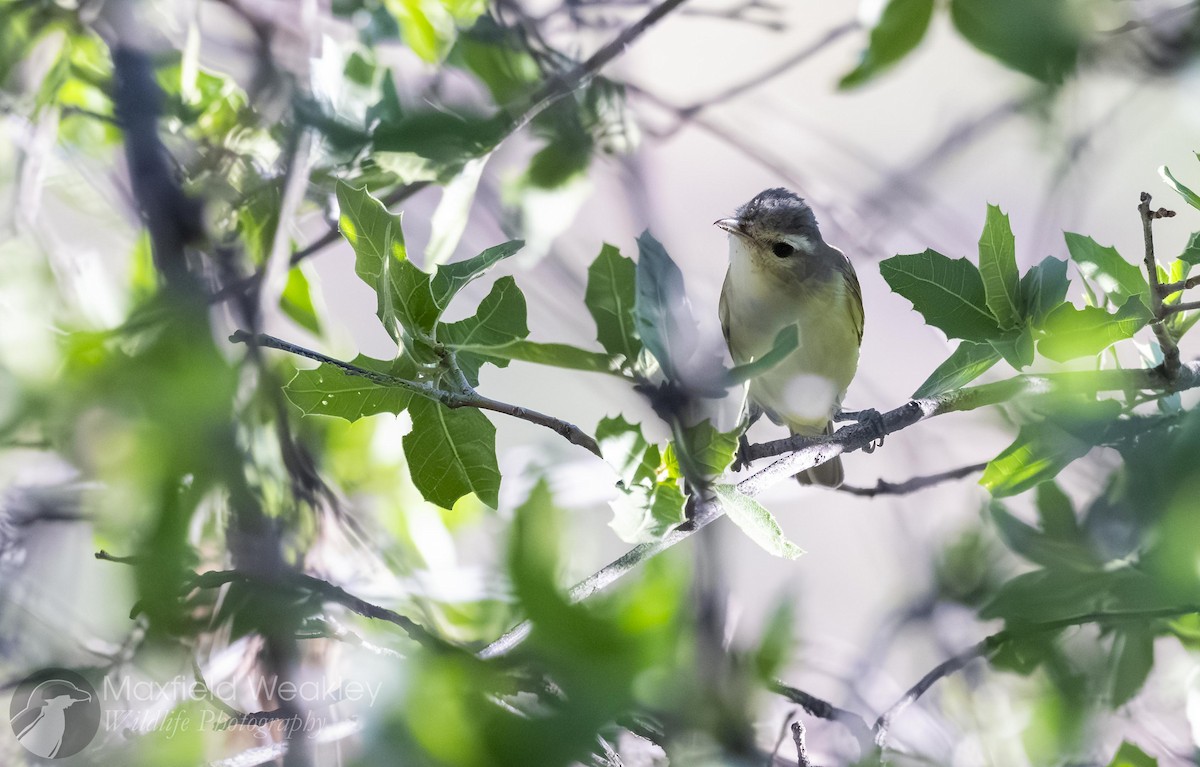 sangvireo (swainsoni gr.) - ML641126555