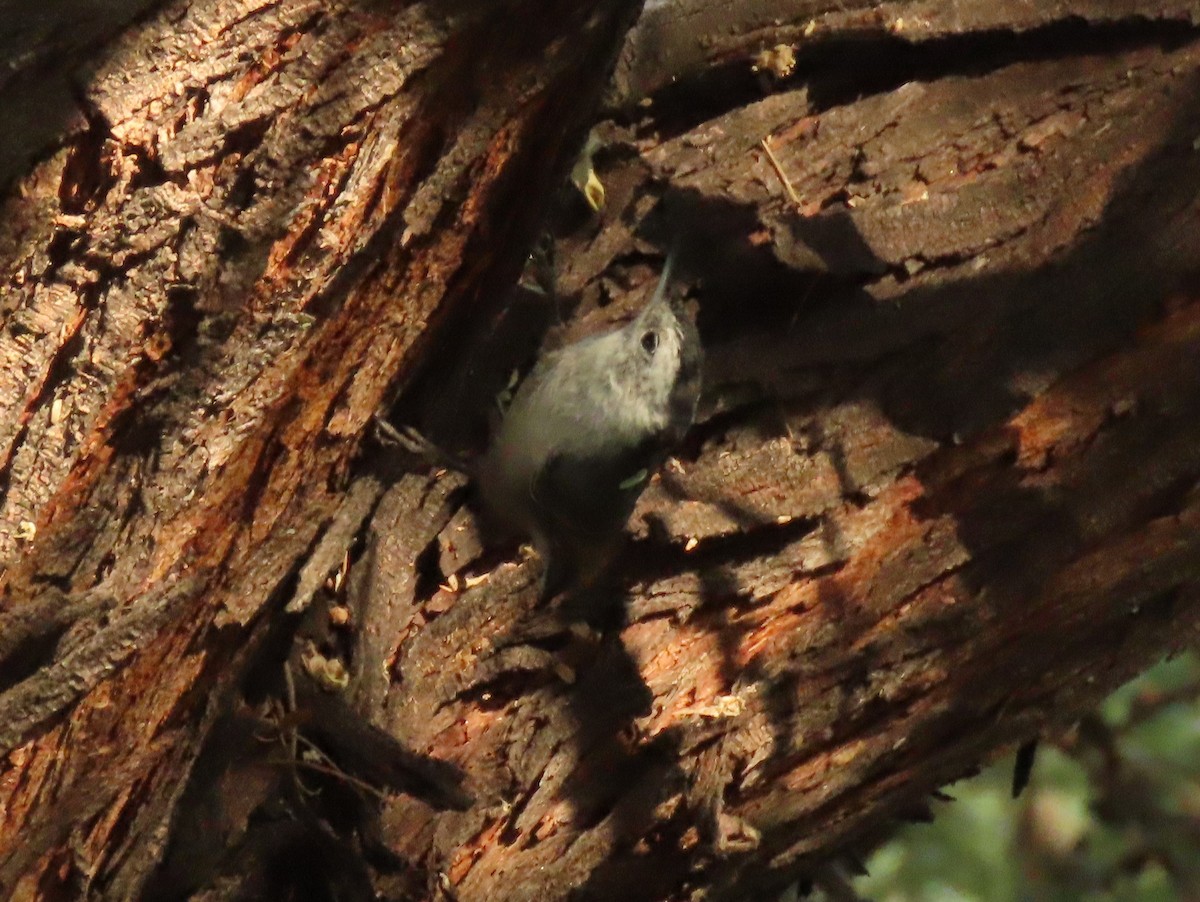 White-breasted Nuthatch - ML641126570