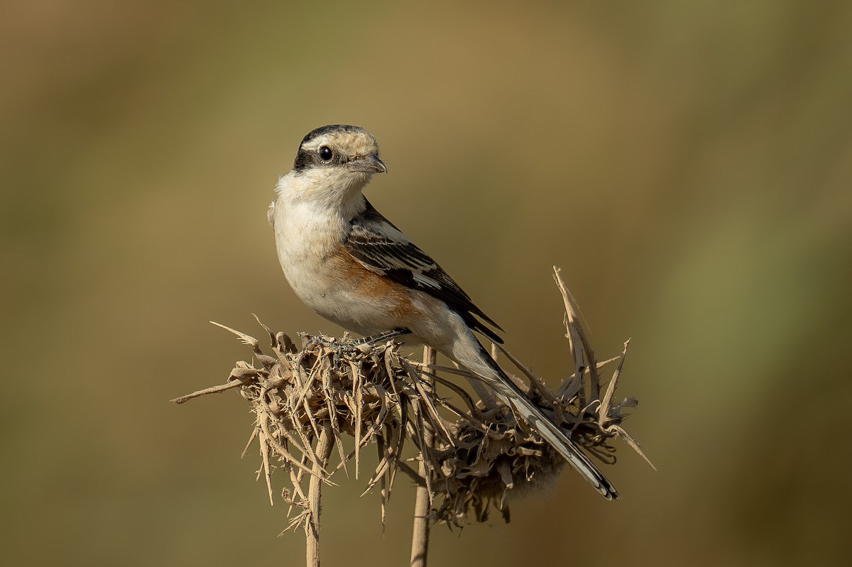 Masked Shrike - ML641126598