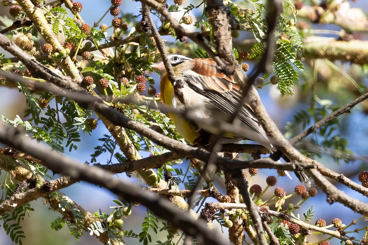 Golden-breasted Bunting - ML641126599