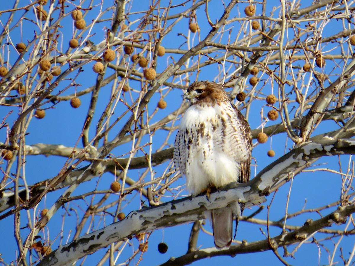 Red-tailed Hawk - Patricia and Richard Williams