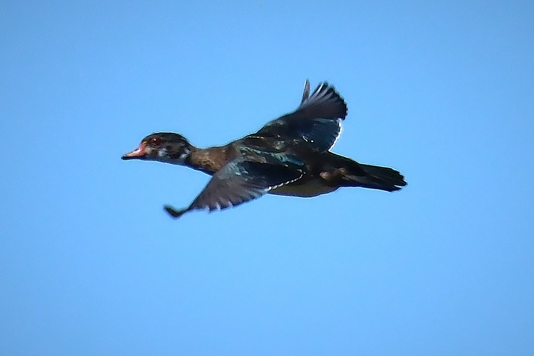 Wood Duck - ML641126610