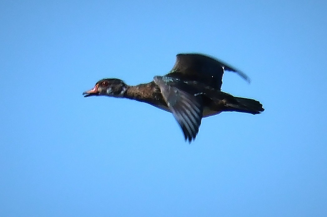 Wood Duck - ML641126612