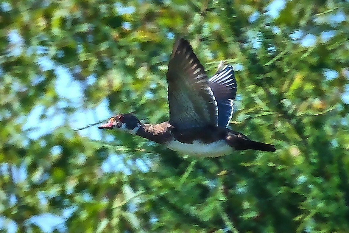 Wood Duck - ML641126613