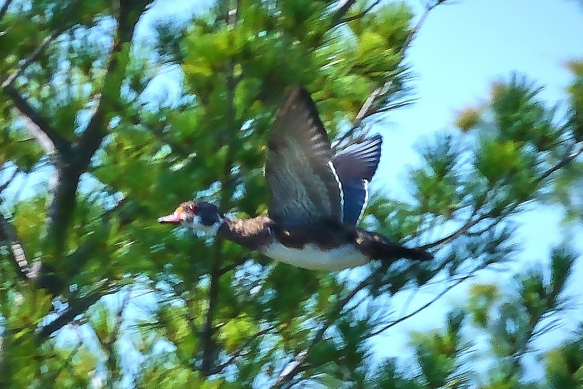 Wood Duck - ML641126615