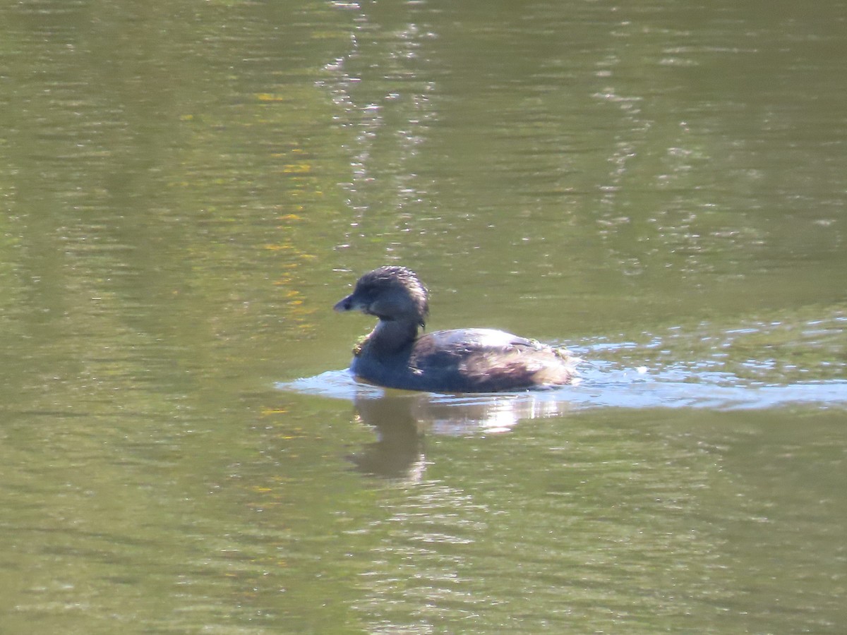 Pied-billed Grebe - ML641126623