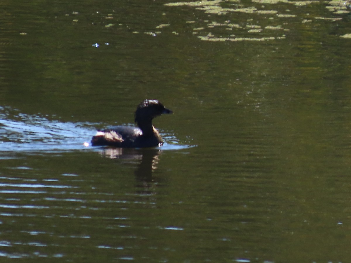Pied-billed Grebe - ML641126624