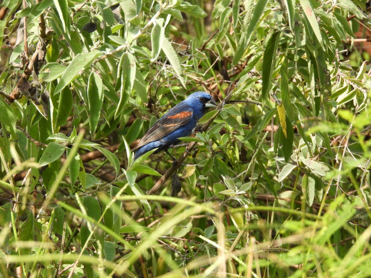 blåtykknebb - ML641126628