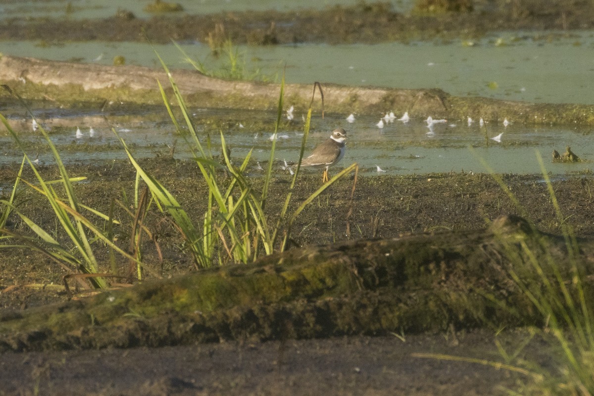 Semipalmated Plover - ML641126668