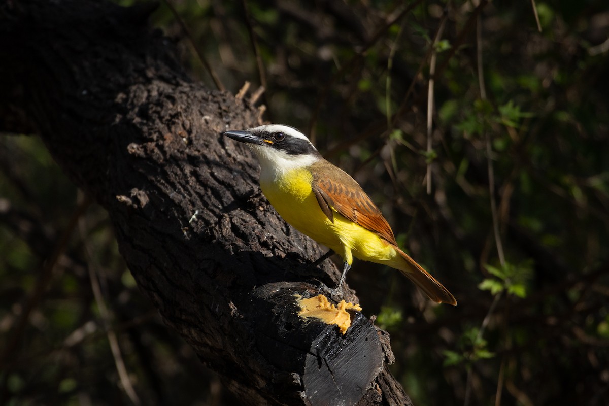 Great Kiskadee - ML641126674