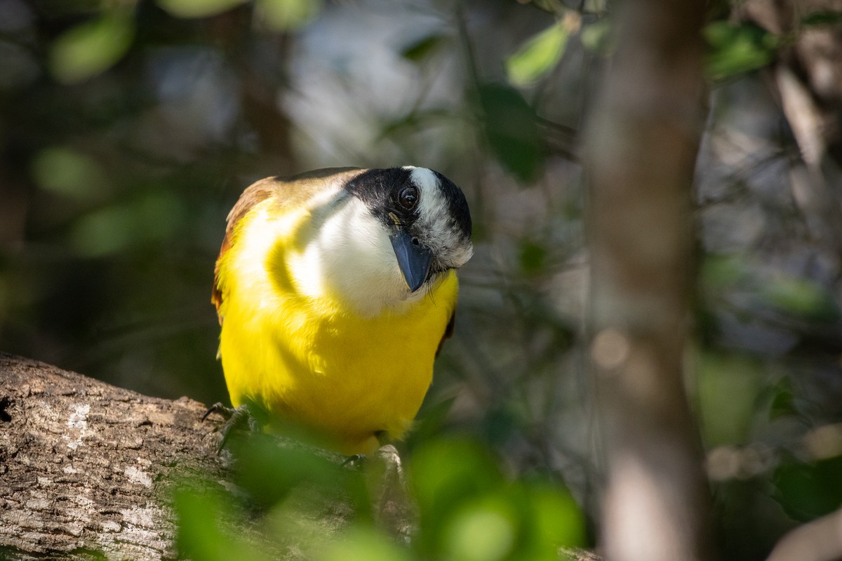 Great Kiskadee - ML641126677
