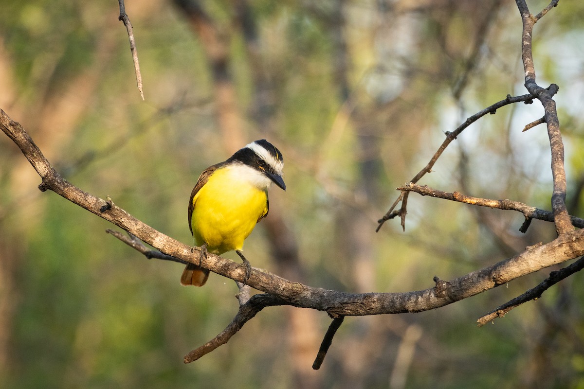 Great Kiskadee - ML641126678