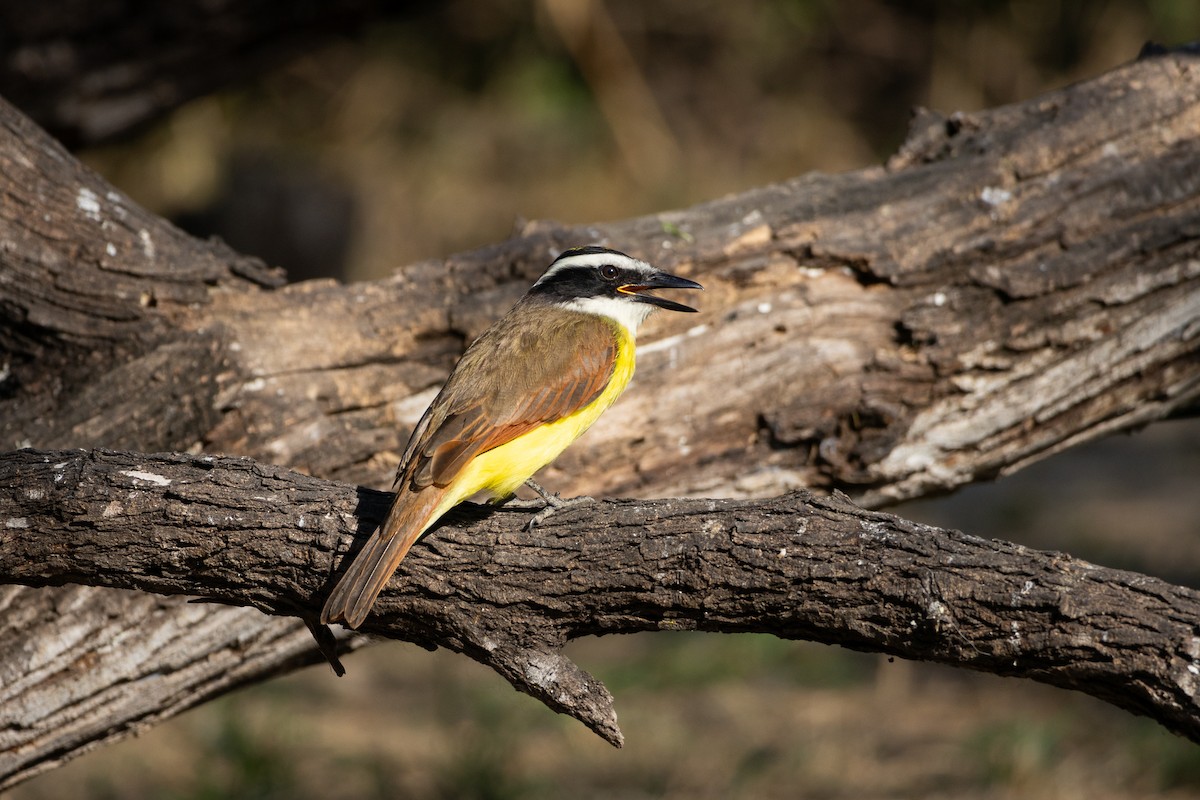 Great Kiskadee - ML641126680
