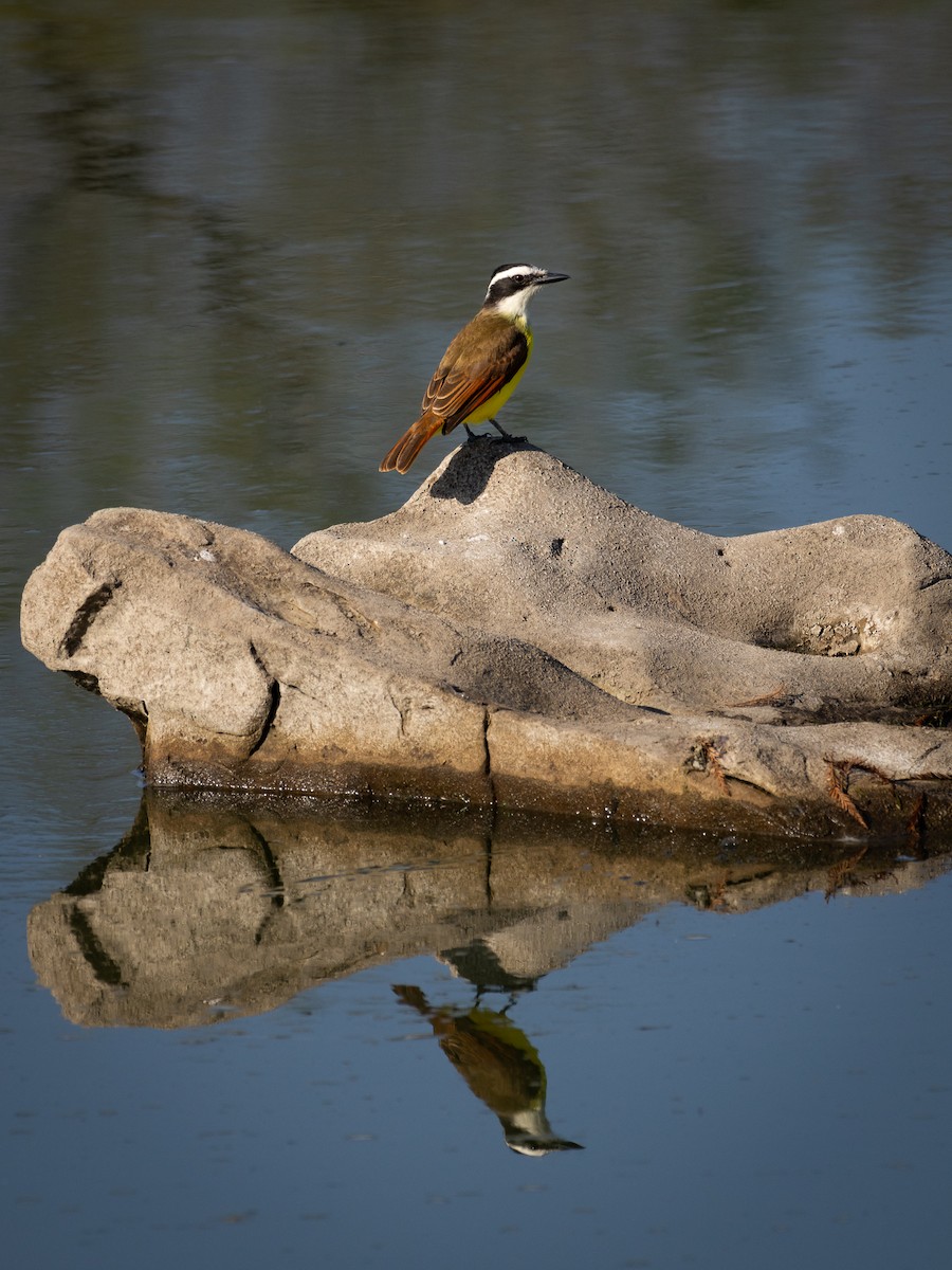 Great Kiskadee - ML641126681