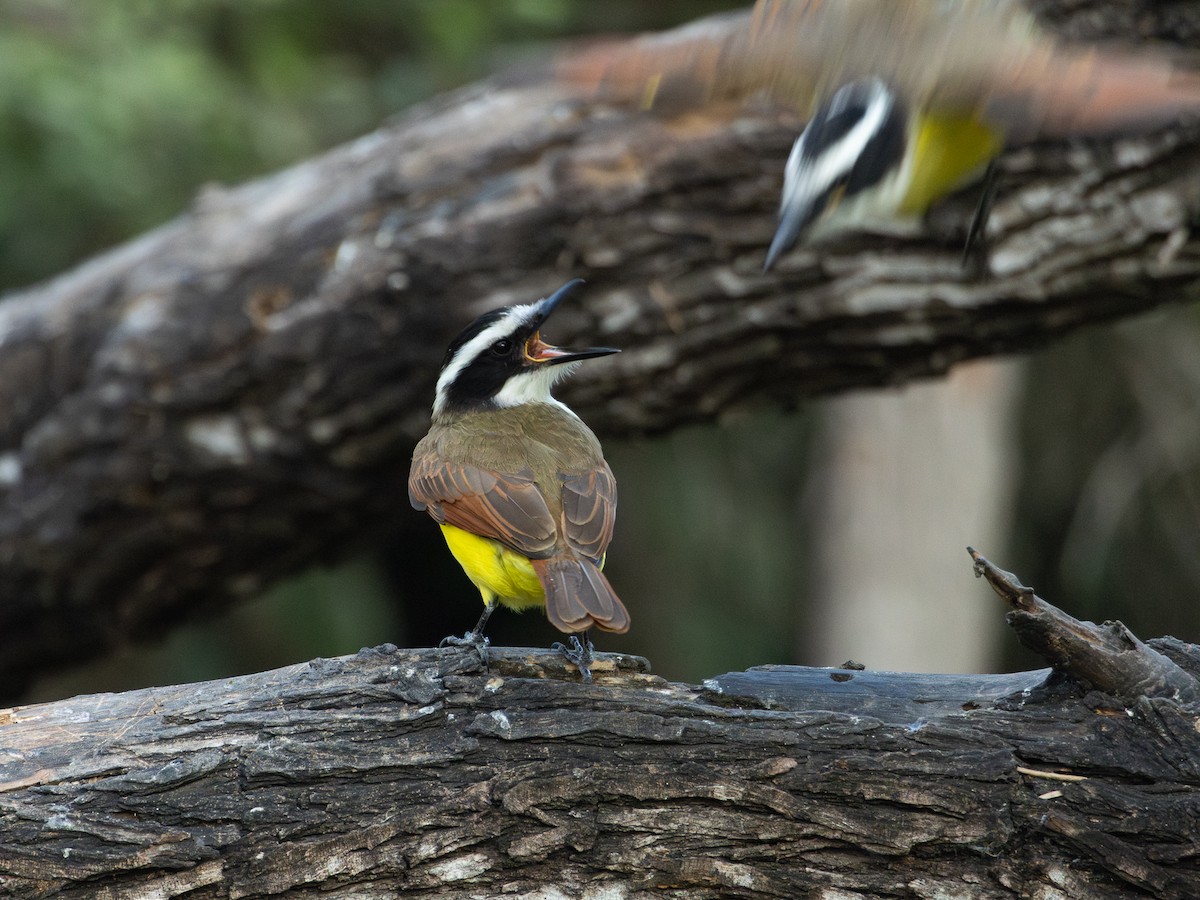 Great Kiskadee - ML641126682