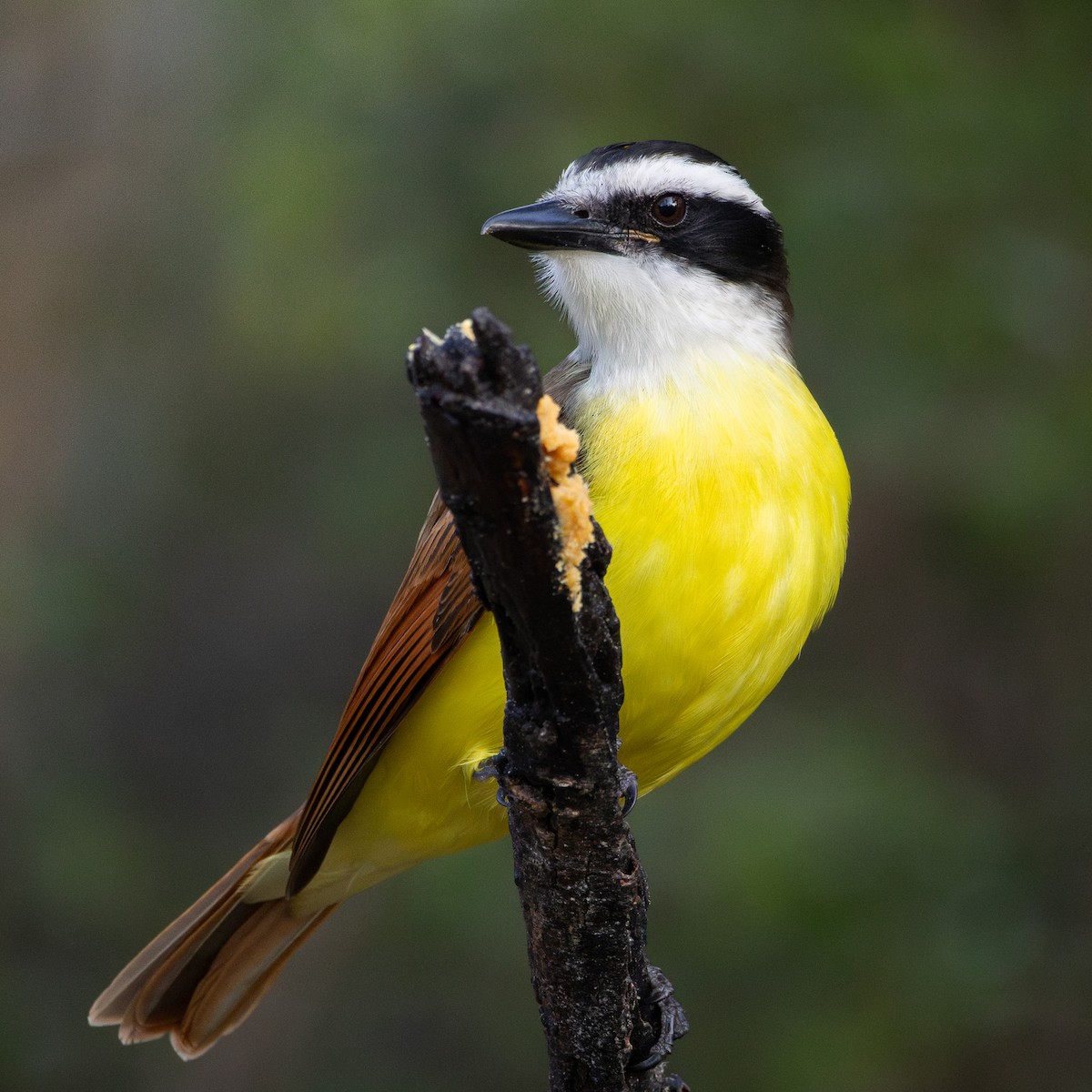 Great Kiskadee - ML641126684