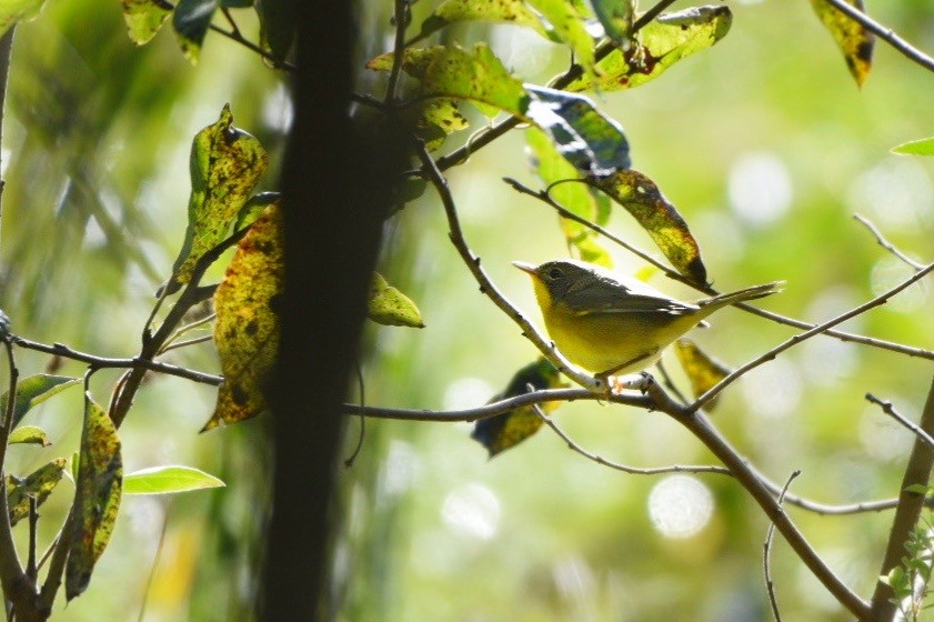 Common Yellowthroat - ML641126694