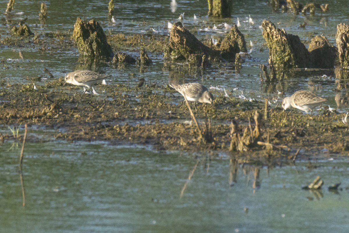 Semipalmated Sandpiper - ML641126711