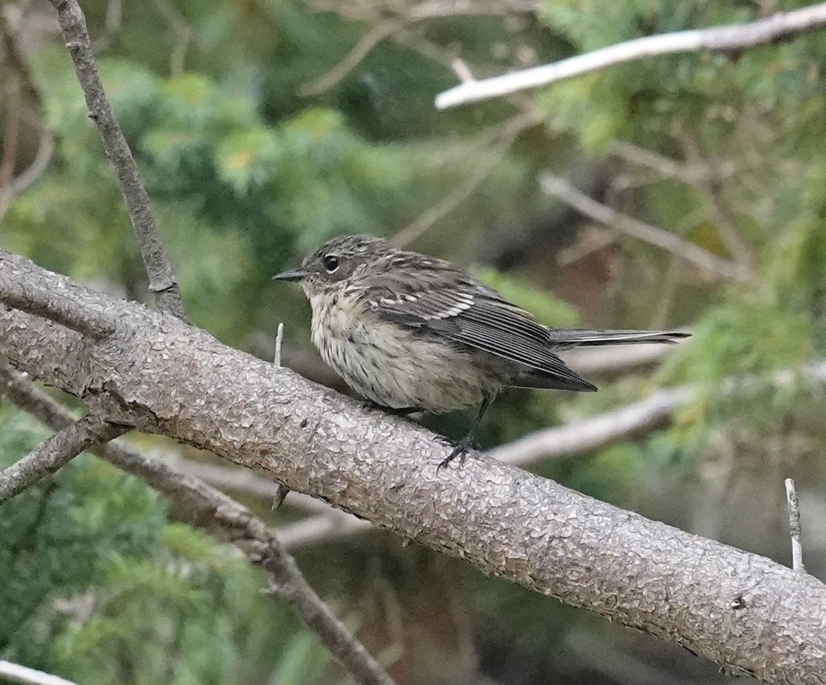Yellow-rumped Warbler - ML641126726