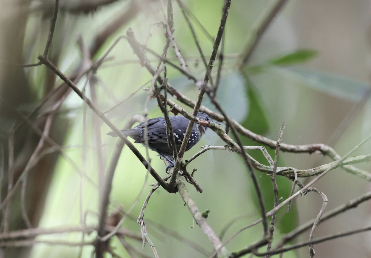 Salvadori's Antwren - ML641126731