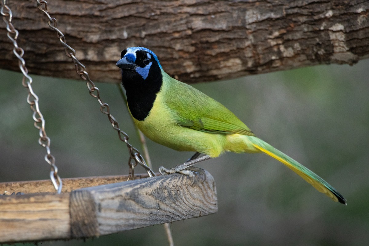 Green Jay - ML641126767