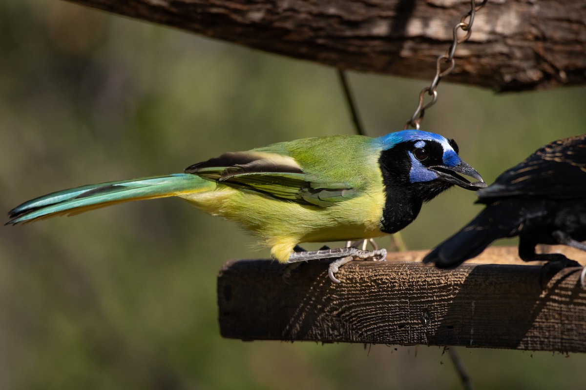 Green Jay - ML641126768
