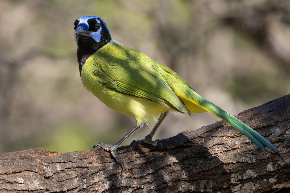 Green Jay - ML641126770