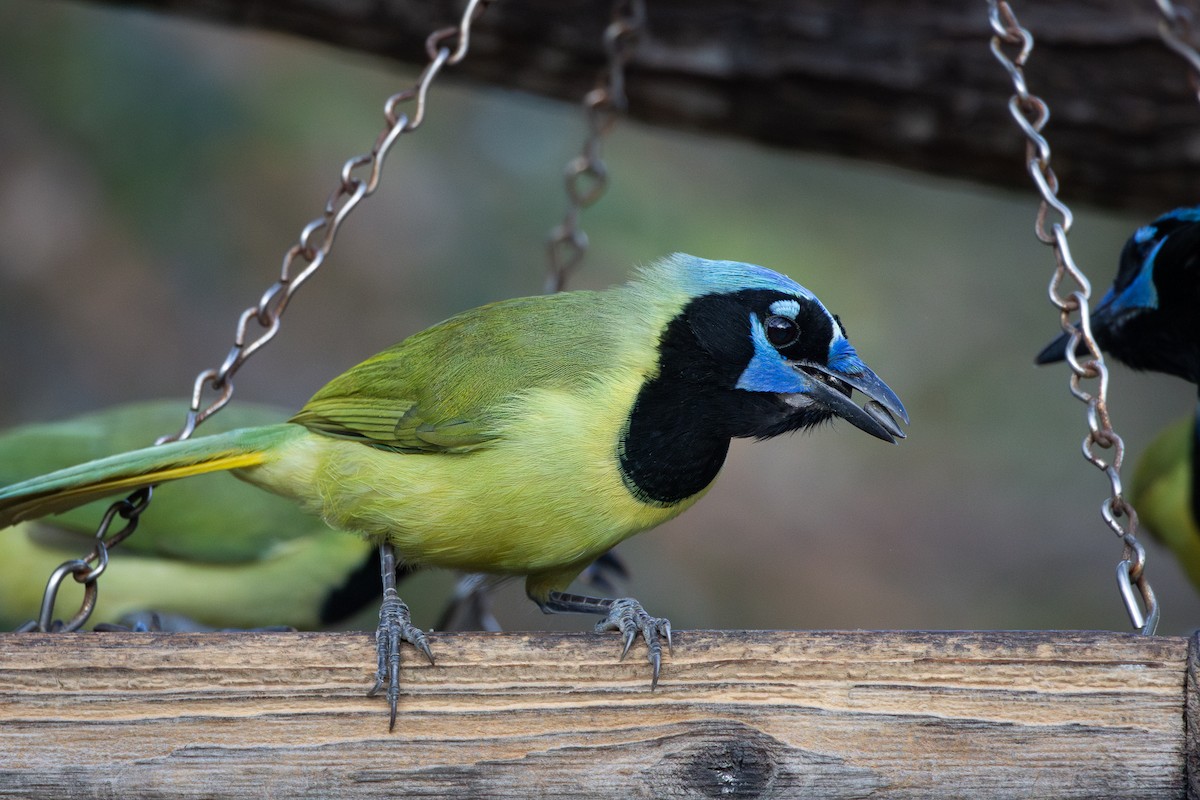 Green Jay - ML641126772