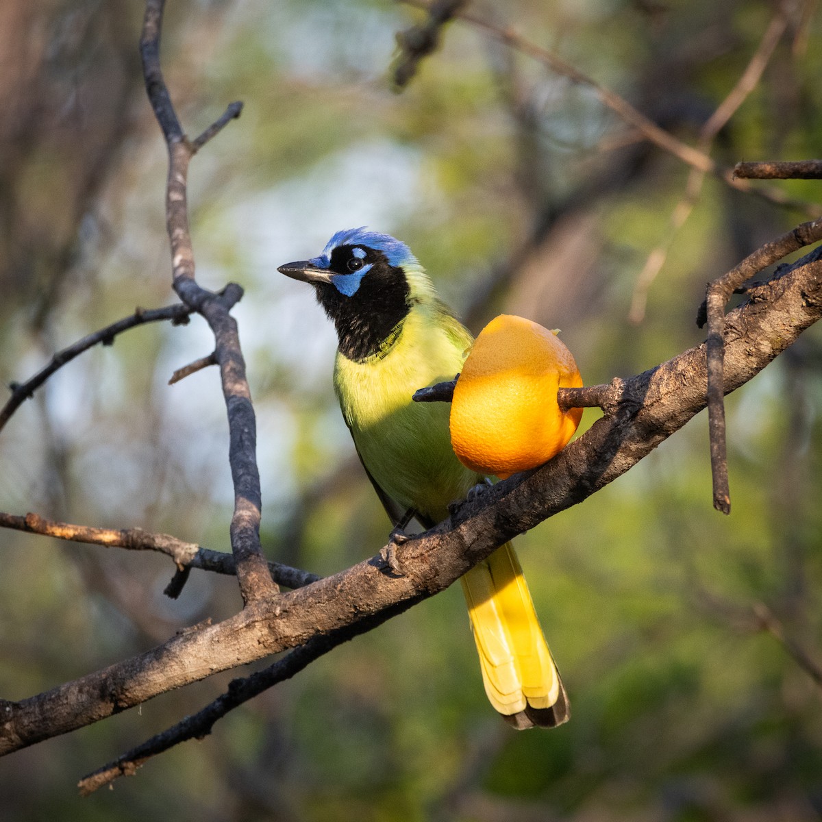 Green Jay - ML641126774