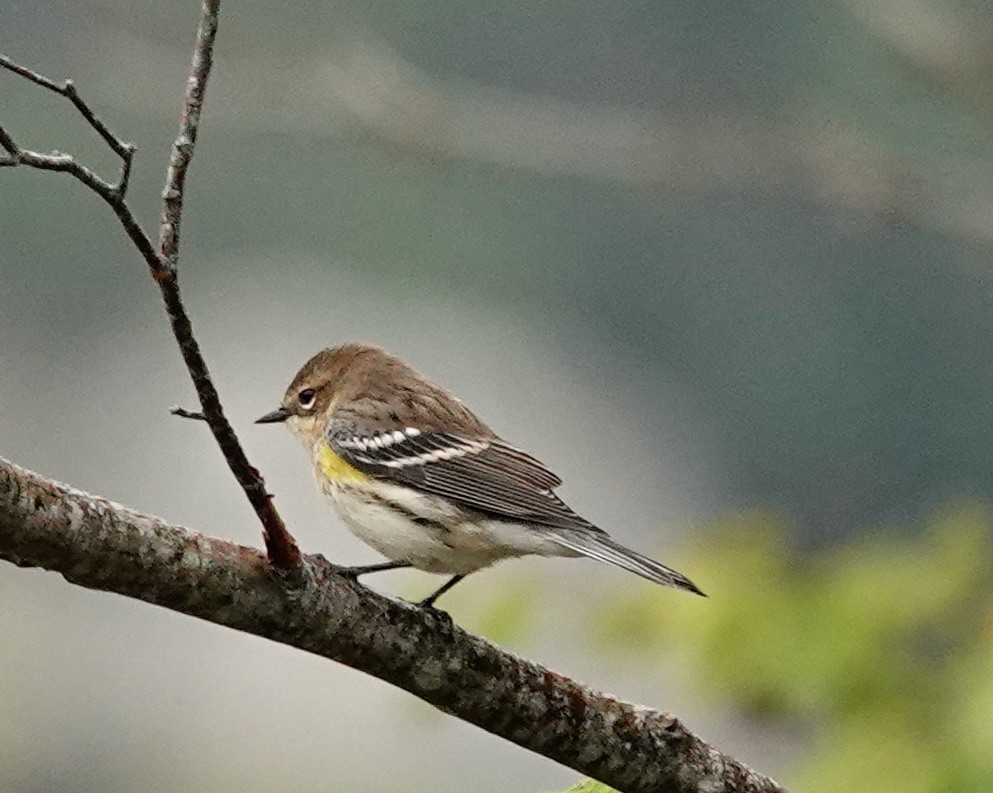 Yellow-rumped Warbler - ML641126782