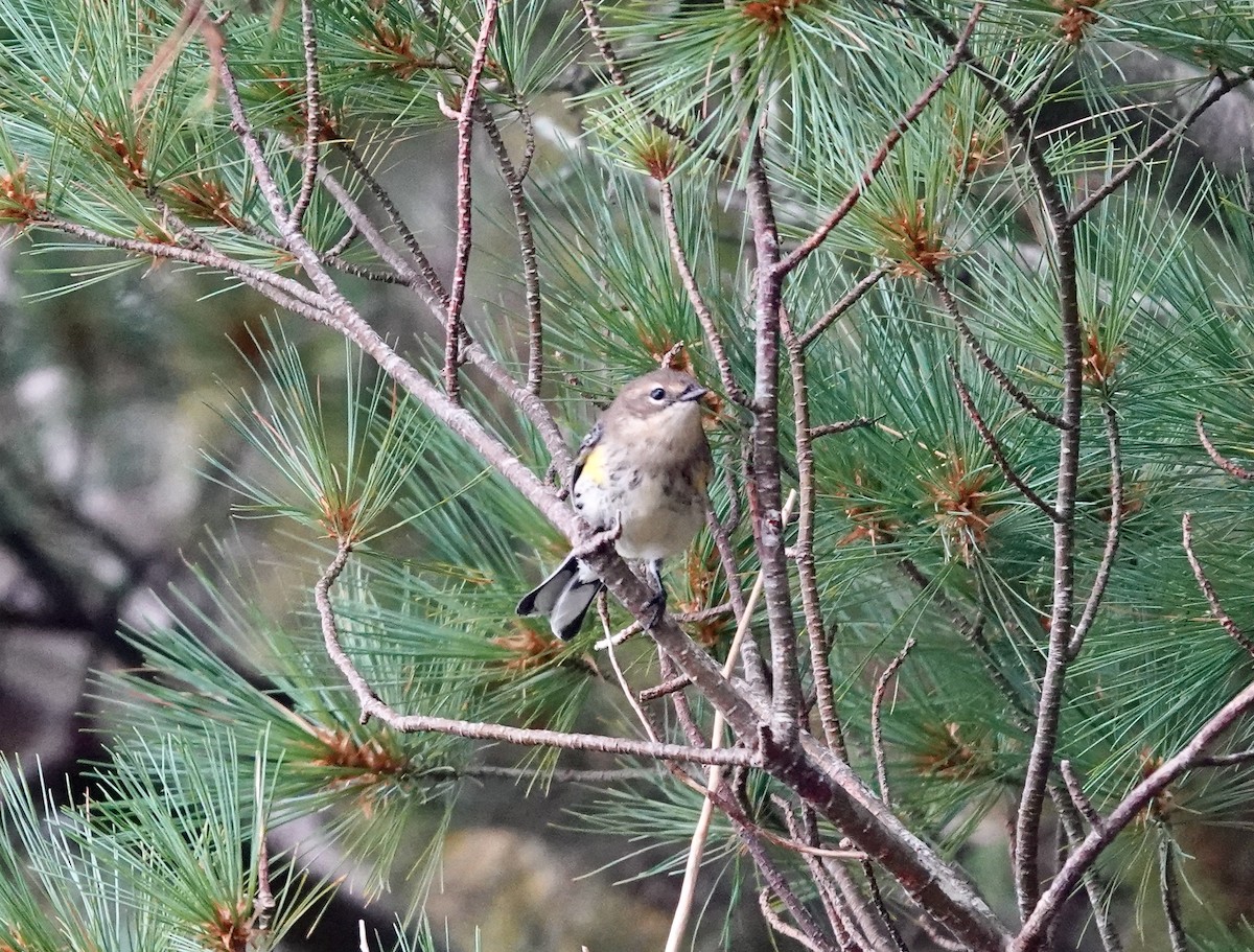 Yellow-rumped Warbler - ML641126783