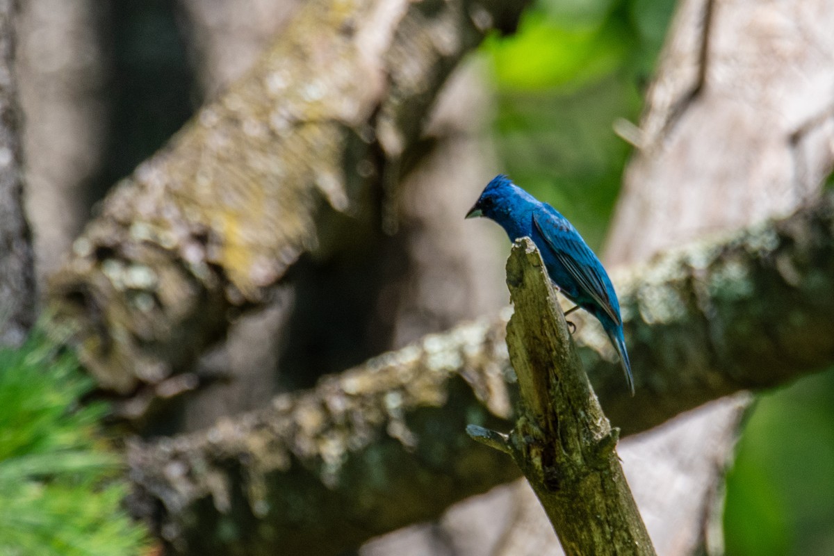 Passerin indigo - ML641126798