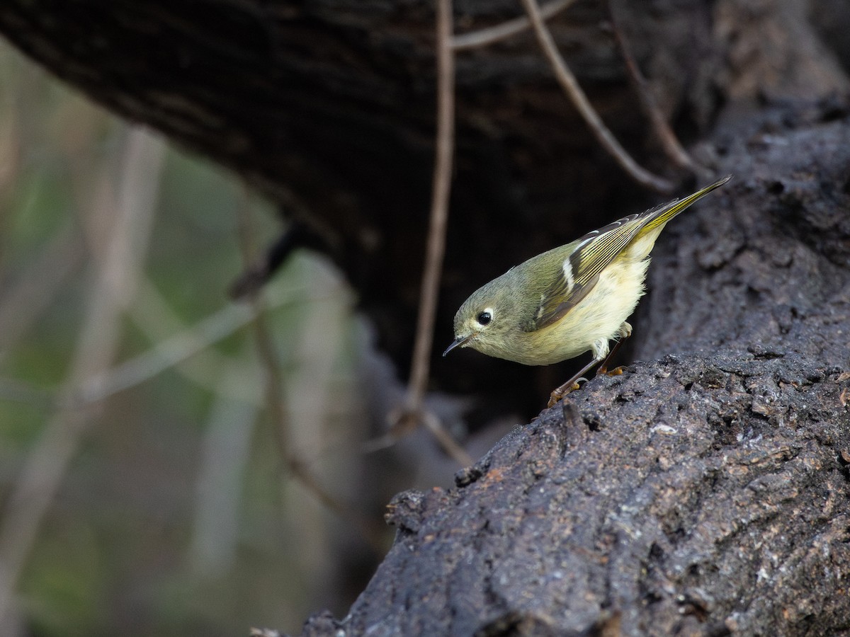 Ruby-crowned Kinglet - ML641126799