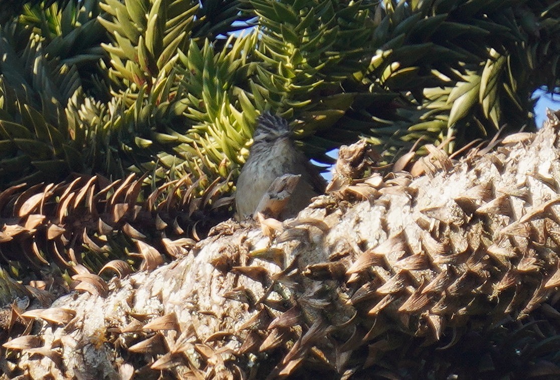 Araucaria Tit-Spinetail - ML641126869