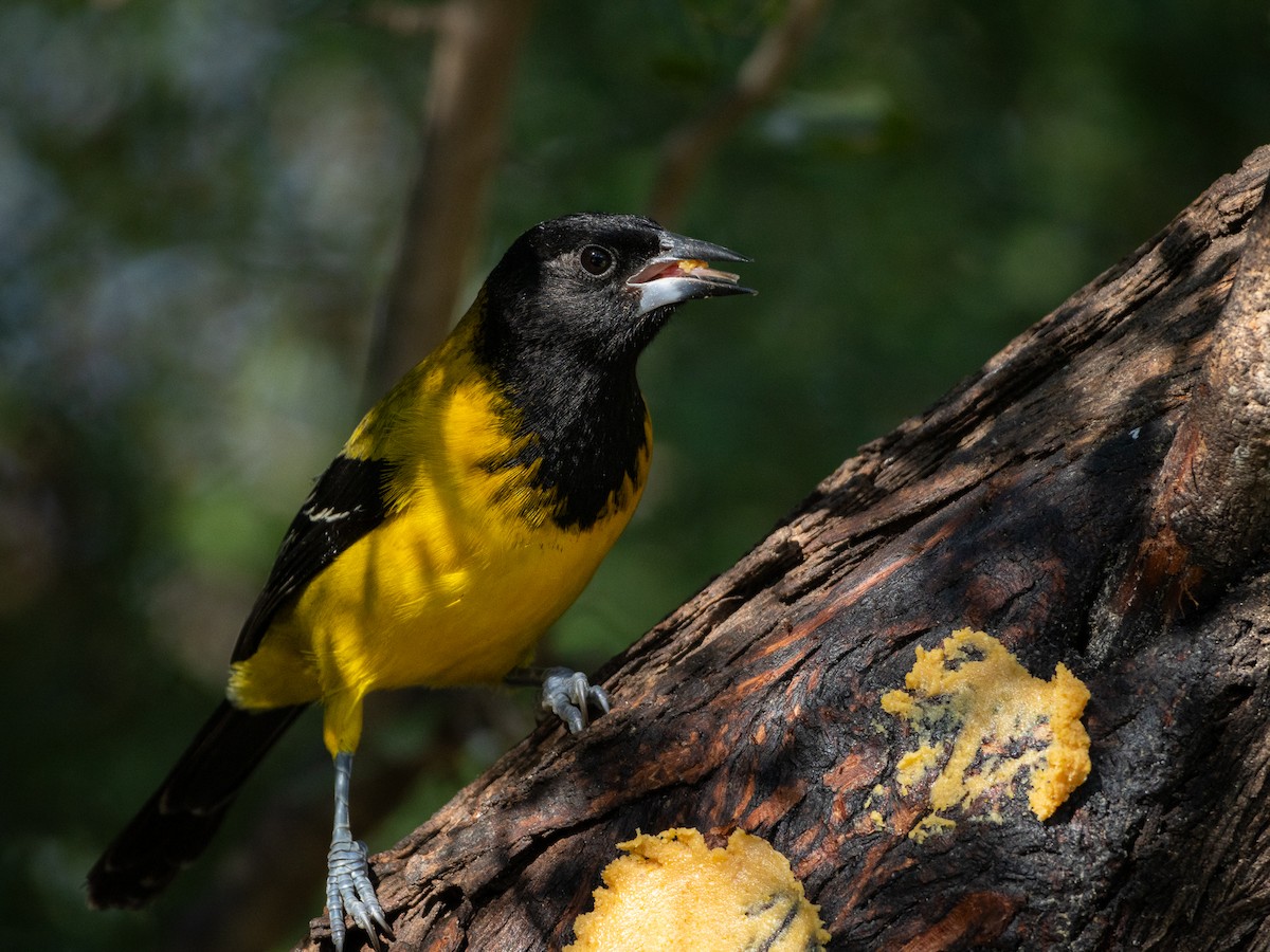 Audubon's Oriole - ML641126873