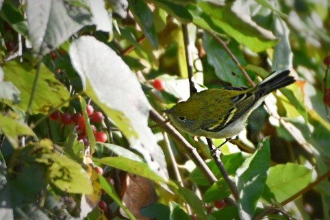 Chestnut-sided Warbler - ML641126891