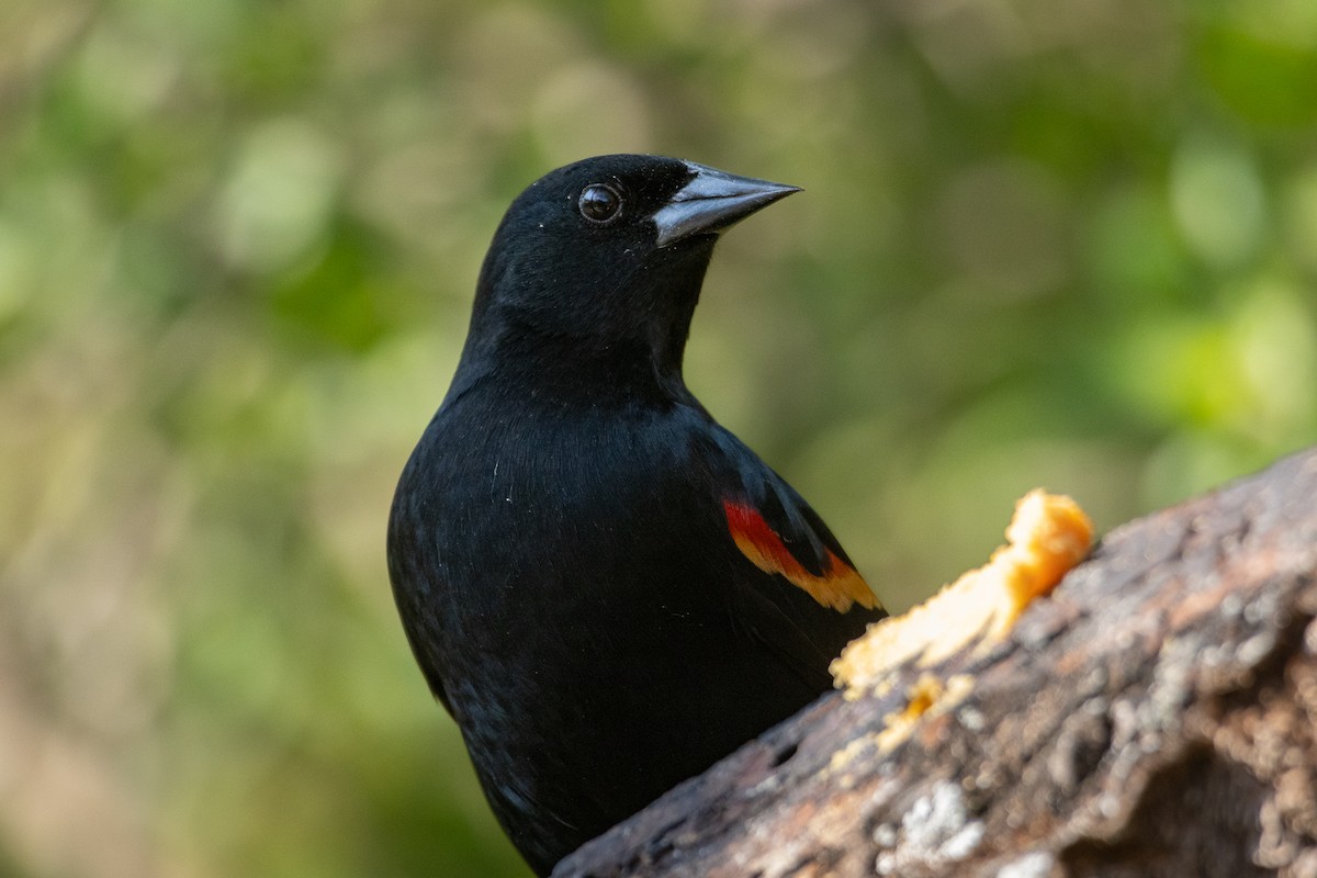 Red-winged Blackbird - ML641126920