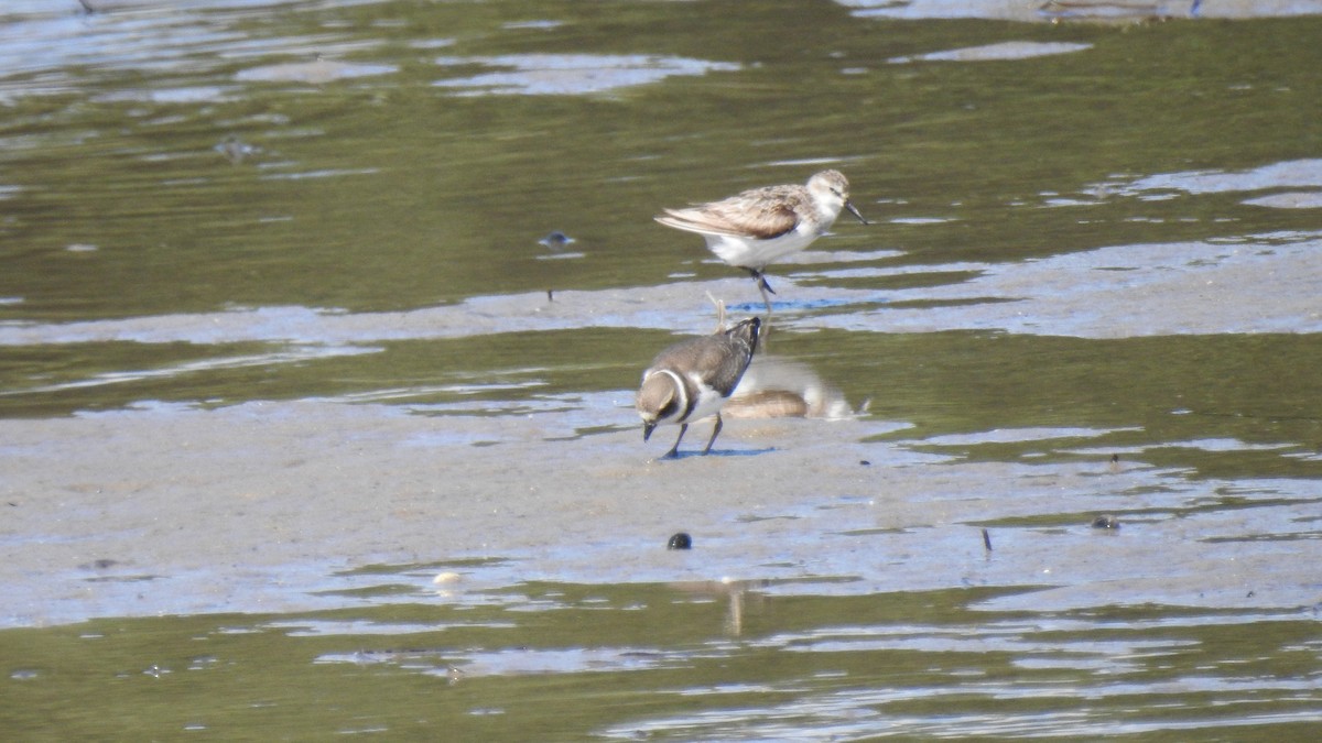 Semipalmated Plover - ML641126923