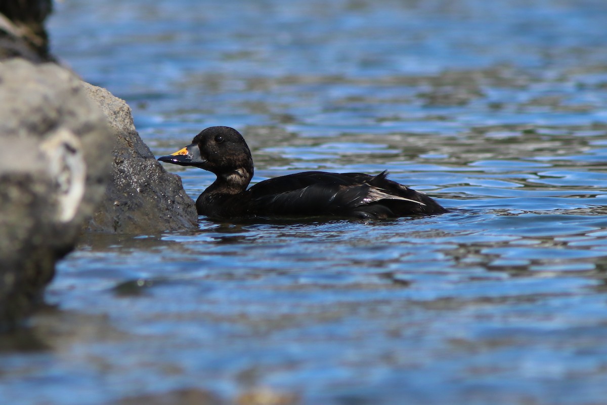 Common Scoter - ML641126929