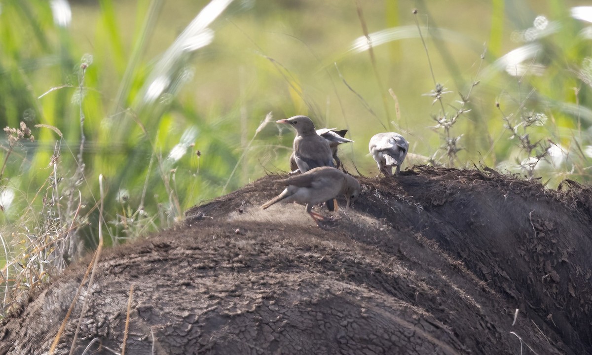 Wattled Starling - ML641126934