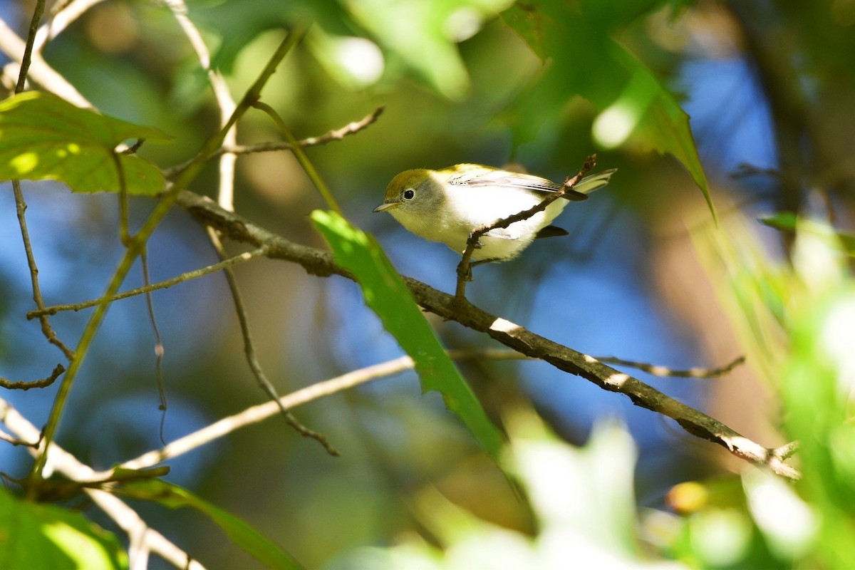 Chestnut-sided Warbler - ML641126953
