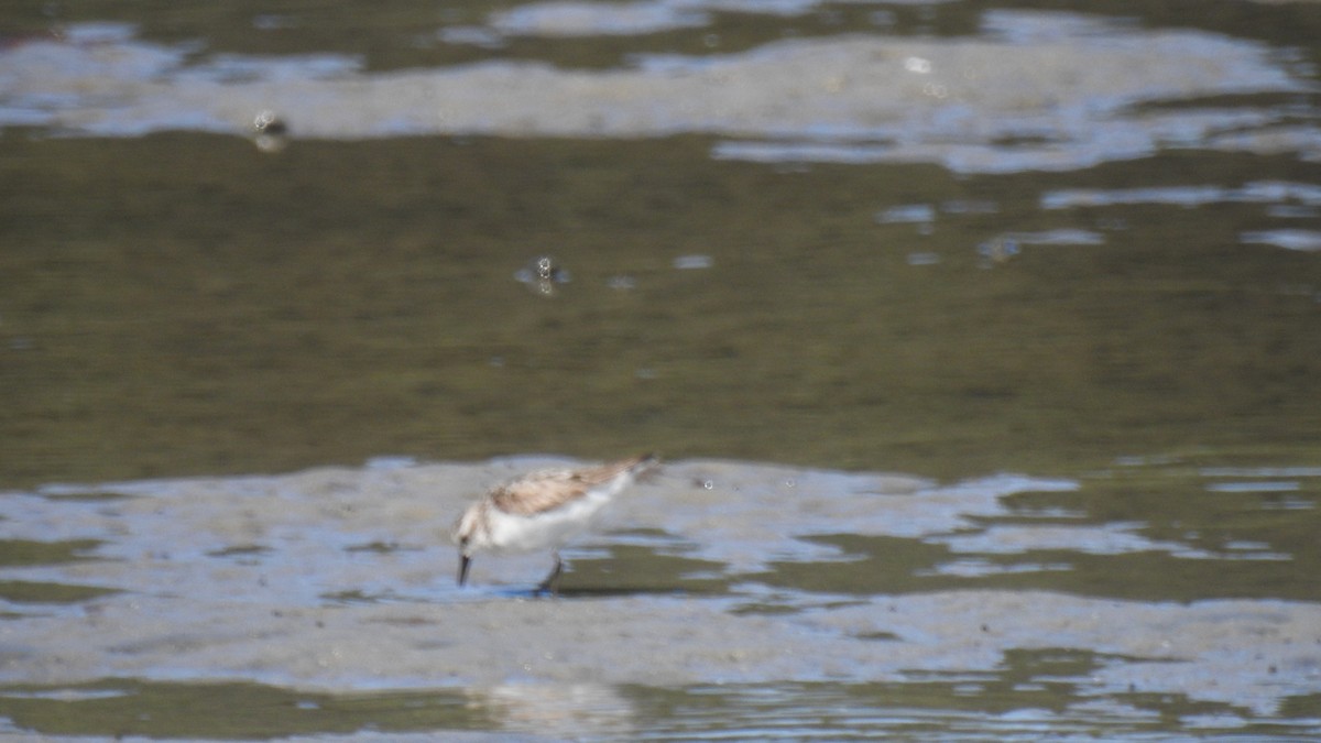 Semipalmated Sandpiper - ML641126956