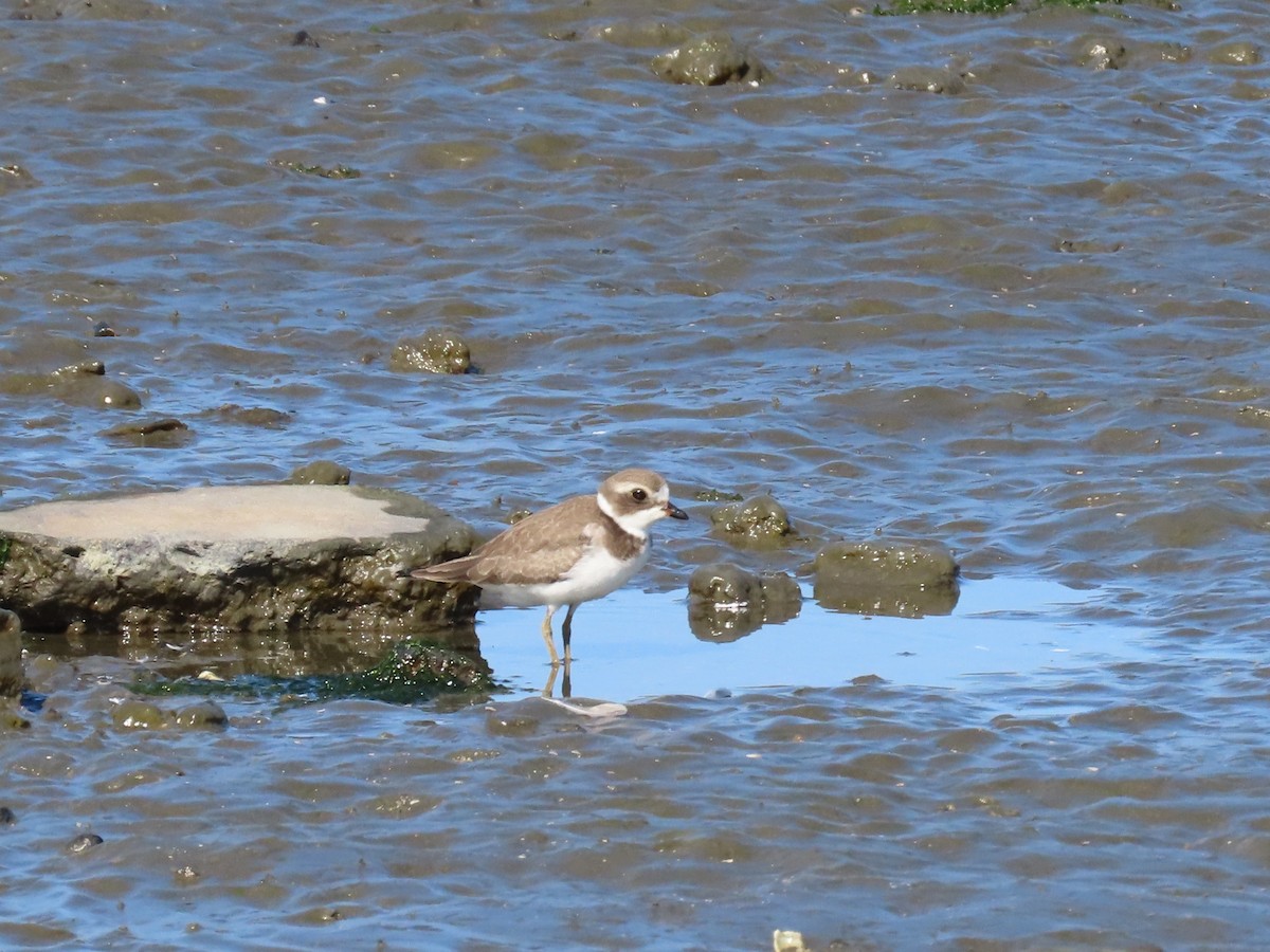 Semipalmated Plover - ML641126996