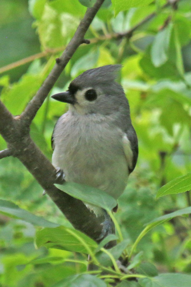 Tufted Titmouse - ML641127024