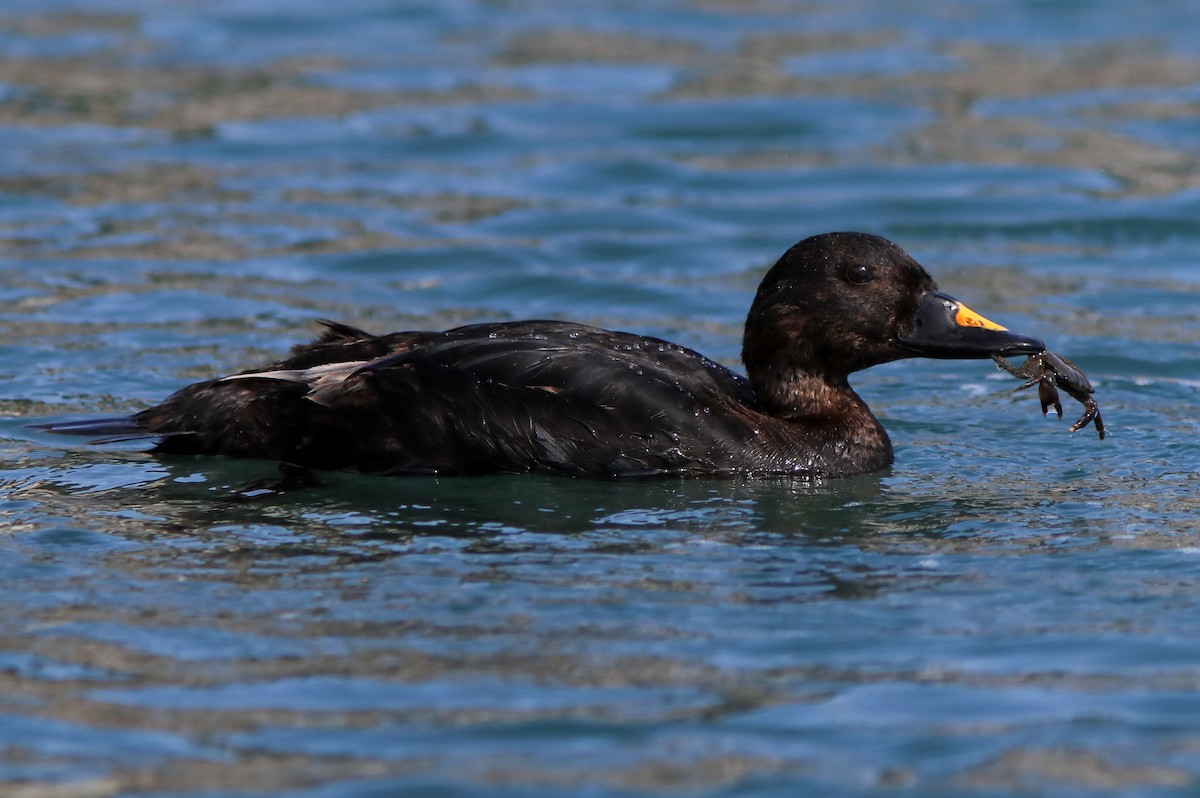 Common Scoter - ML641127031