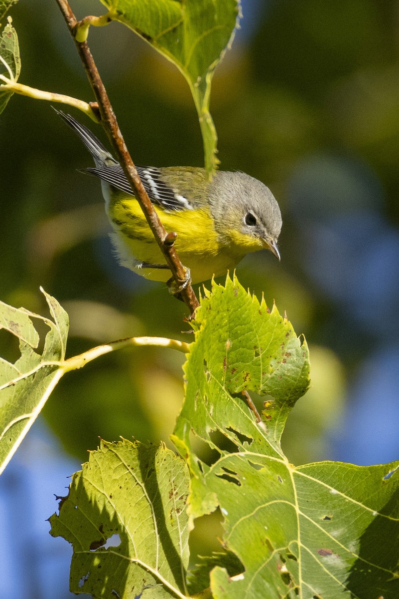 Magnolia Warbler - ML641127049