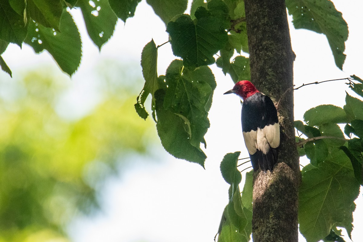 Red-headed Woodpecker - ML641127082