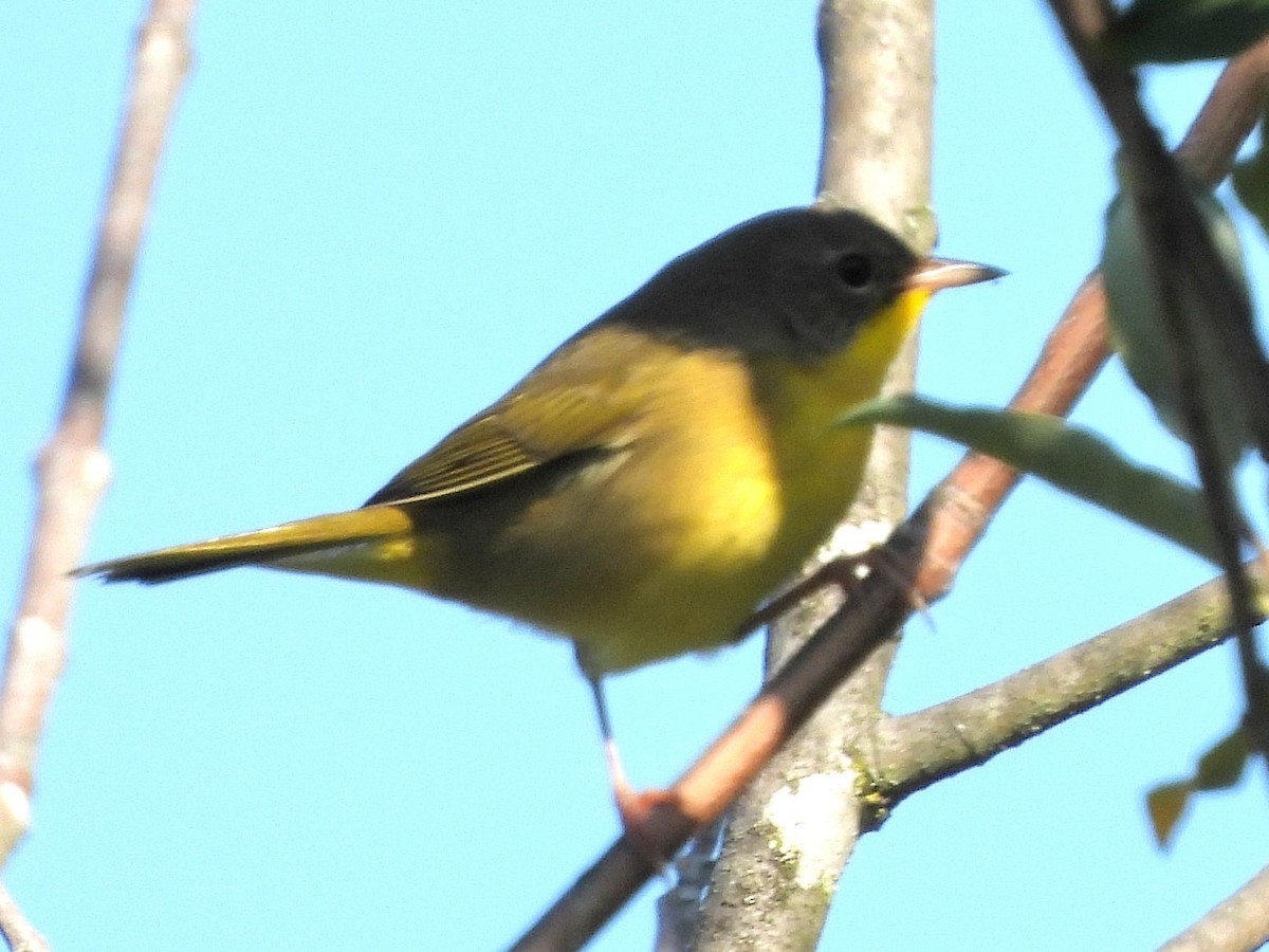 Common Yellowthroat - ML641127118