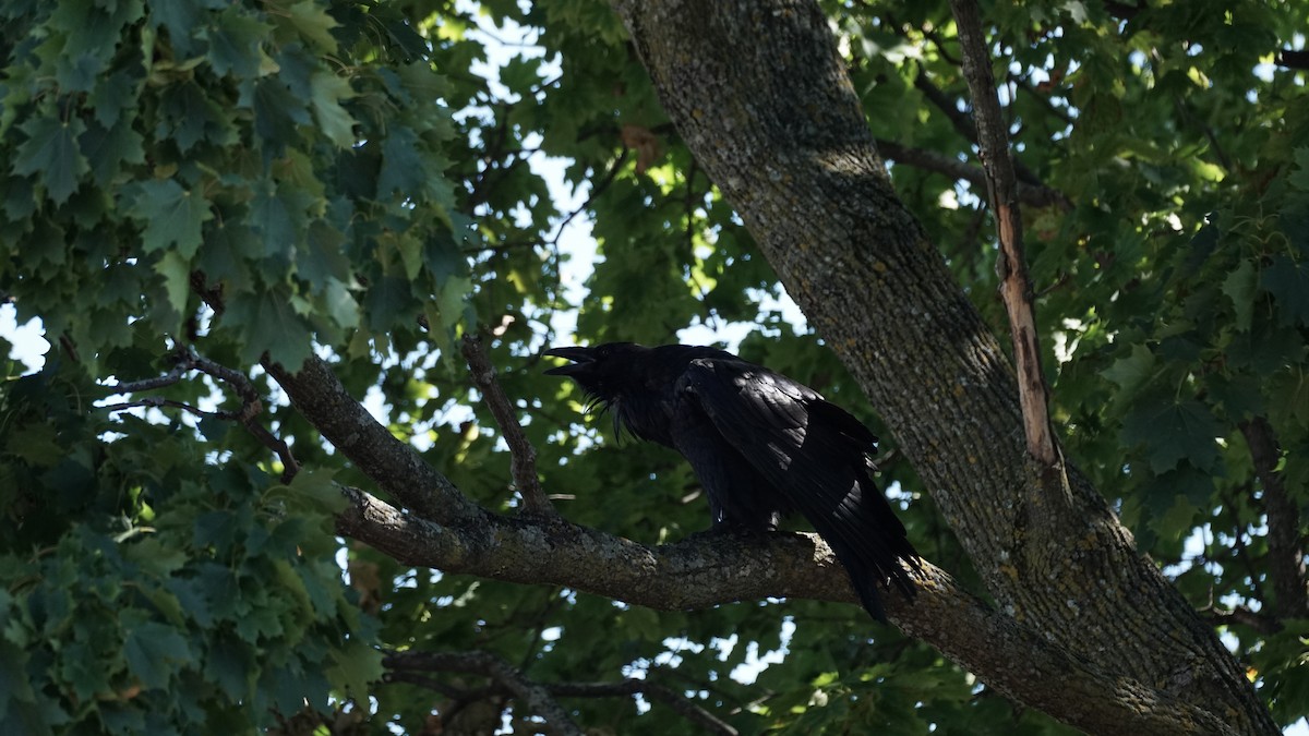 Common Raven - ML641127122